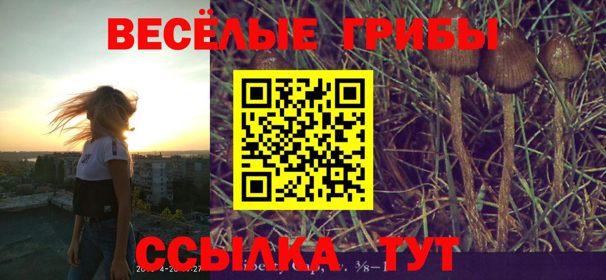 Галлюциногенные грибы Psilocybe Заринск